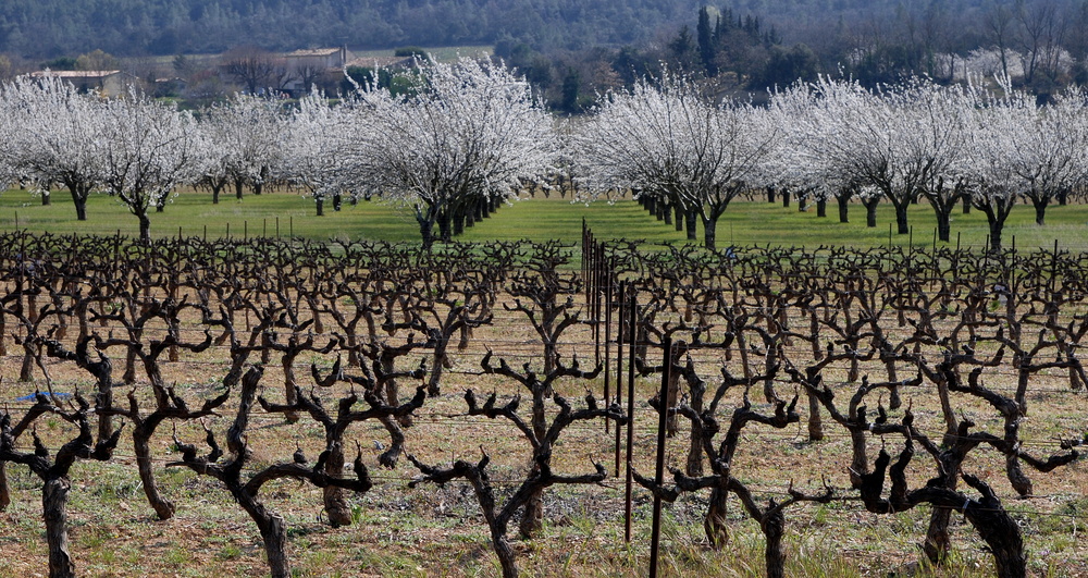 Frühling in der Provence