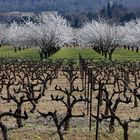 Frühling in der Provence