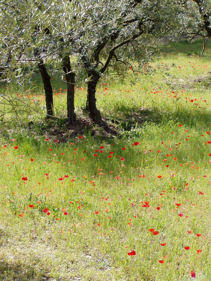 Frühling in der Provence