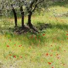 Frühling in der Provence