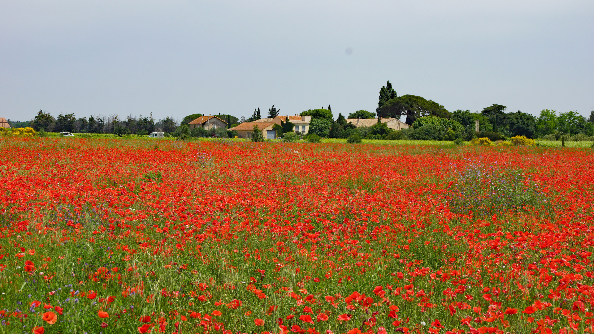 Frühling in der Provence 