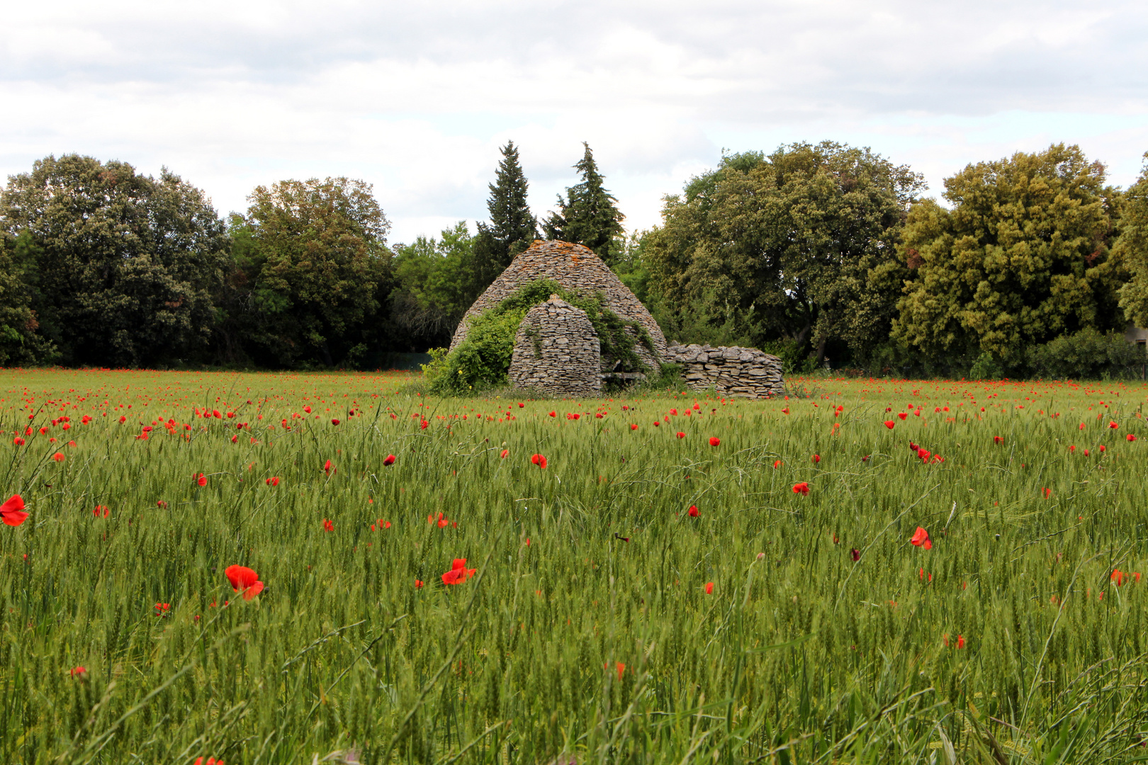 Frühling in der Provence