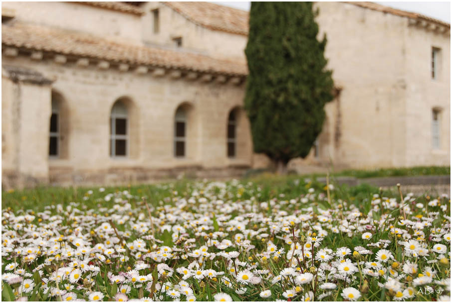 Frühling in der Provence