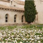 Frühling in der Provence