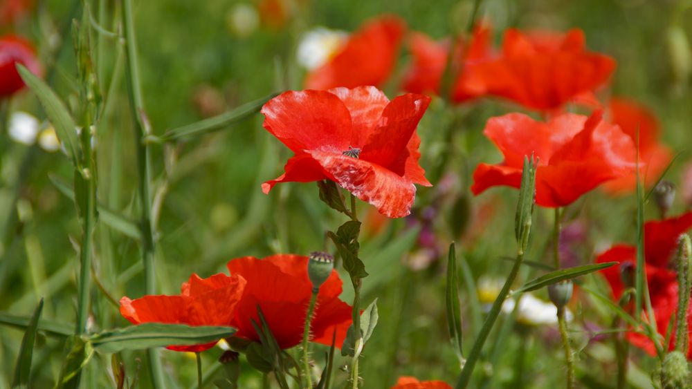 Frühling in der Provence