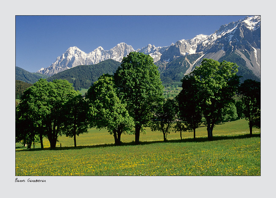 Frühling in der Ramsau