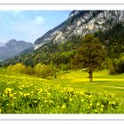 Frühling in der Region der Kramsacher Seen