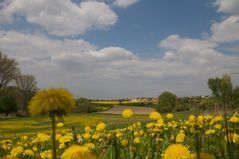 Frühling in der "Rheinhessischen Toskana" (2)