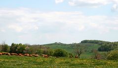 Frühling in der Rhön