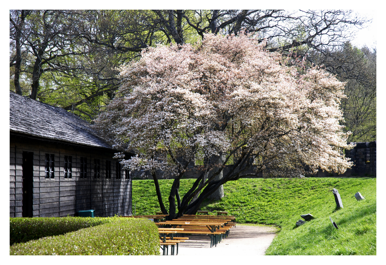 Frühling in der Saalburg