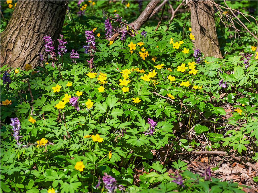 Frühling in der Saaleaue 2