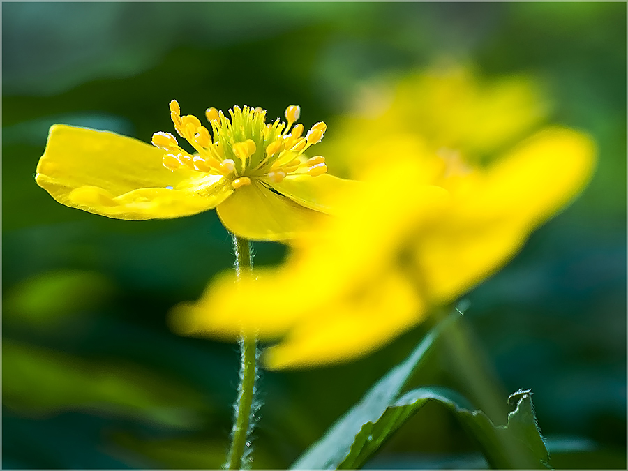 Frühling in der Saaleaue