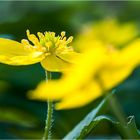 Frühling in der Saaleaue