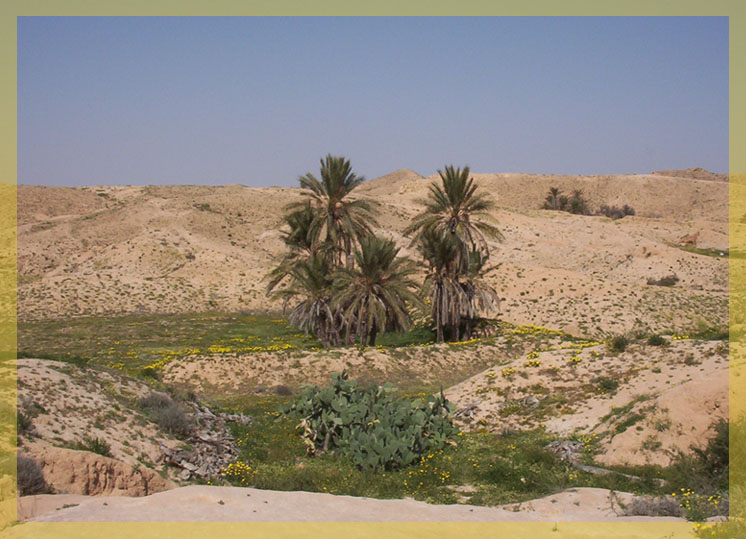 Frühling in der Sahara