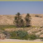 Frühling in der Sahara