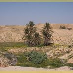 Frühling in der Sahara