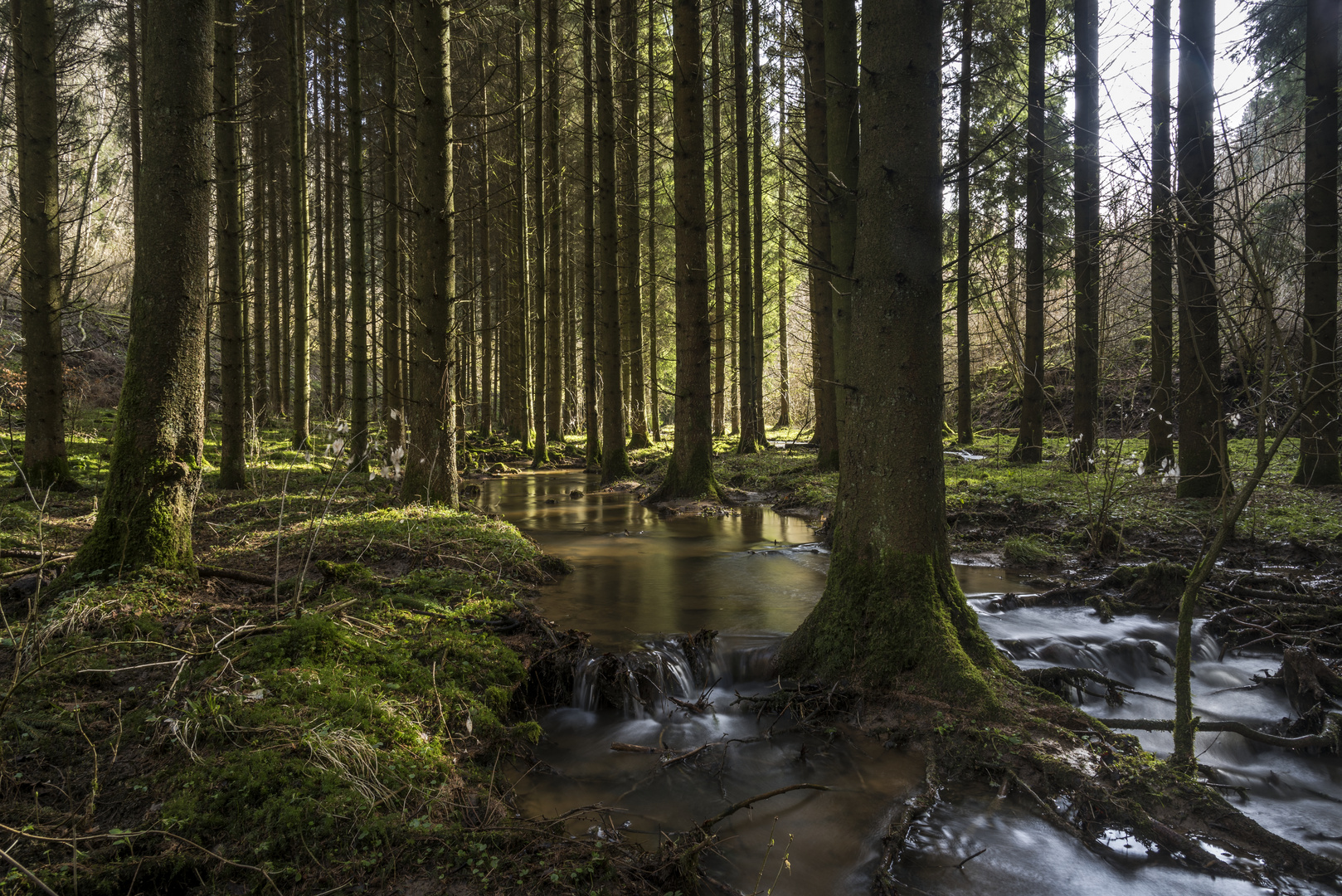 *Frühling in der Schneifel*