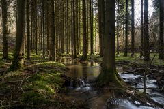 *Frühling in der Schneifel*