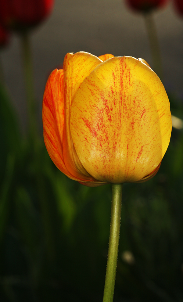 Frühling in der Schweiz