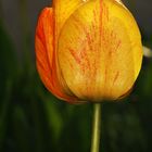 Frühling in der Schweiz