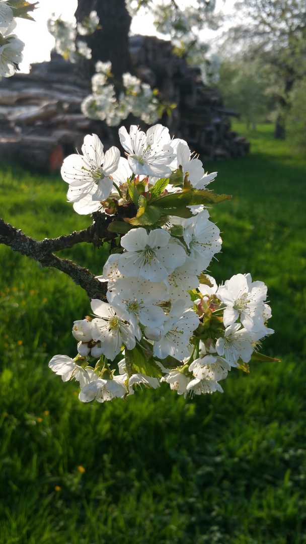 Frühling in der Seele