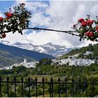 Frühling in der Sierra Nevada, oder...