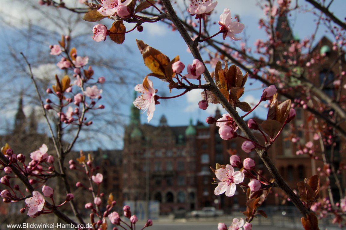 Frühling in der Speicherstadt