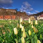 Frühling in der Stadt 