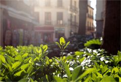 Frühling in der Stadt