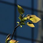 Frühling in der Stadt