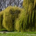 Frühling in der Stadt 2