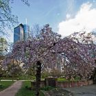 Frühling in der Stadt