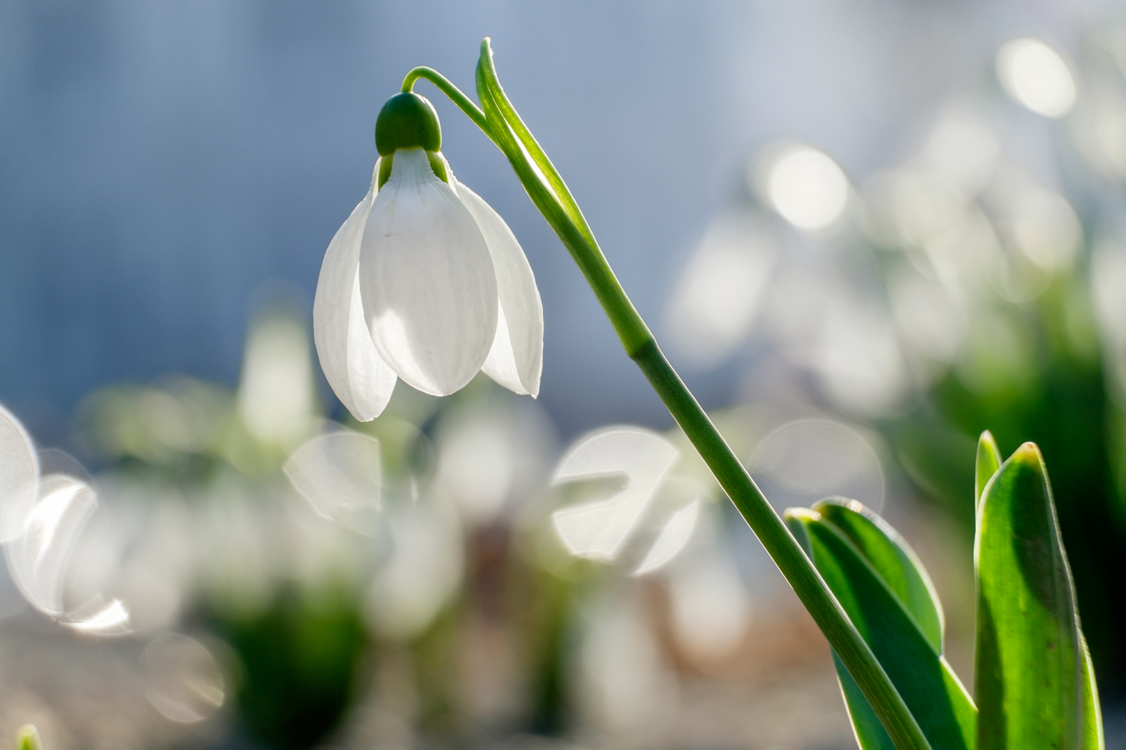 Frühling in der Stadt