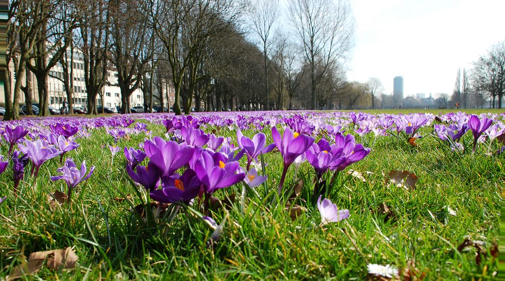 Frühling in der Stadt