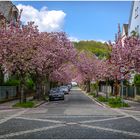 Frühling in der Stadt