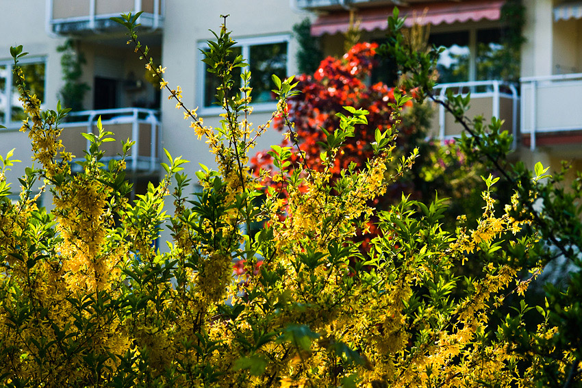 Frühling in der Stadt