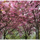 Frühling in der Stadt 4