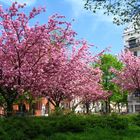 Frühling in der Stadt