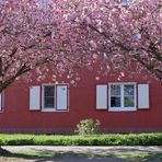 Frühling in der Stadt