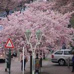 Frühling in der Stadt