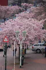 Frühling in der Stadt