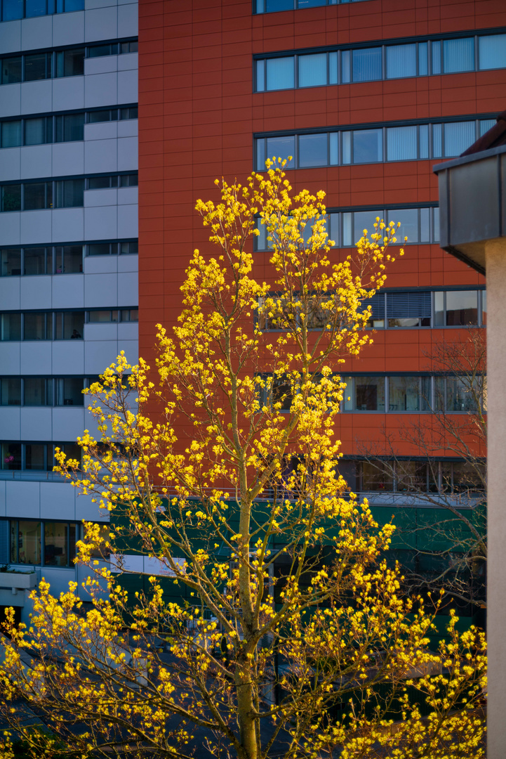 Frühling in der Stadt