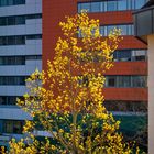 Frühling in der Stadt