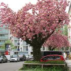 Frühling in der Stadt