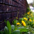 Frühling in der Stadt