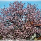 Frühling in der Stadt