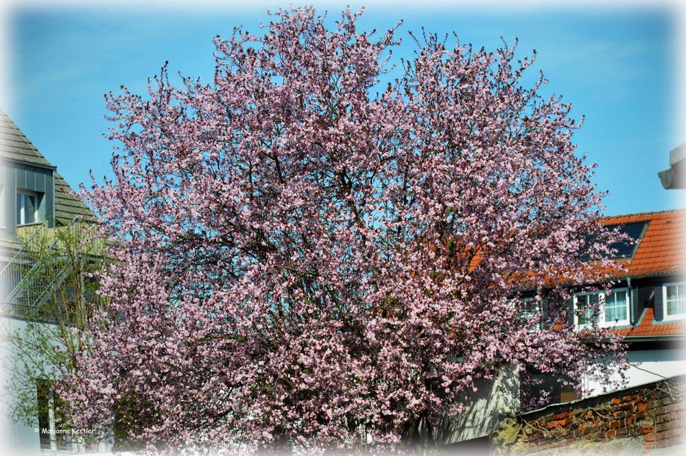 Frühling in der Stadt