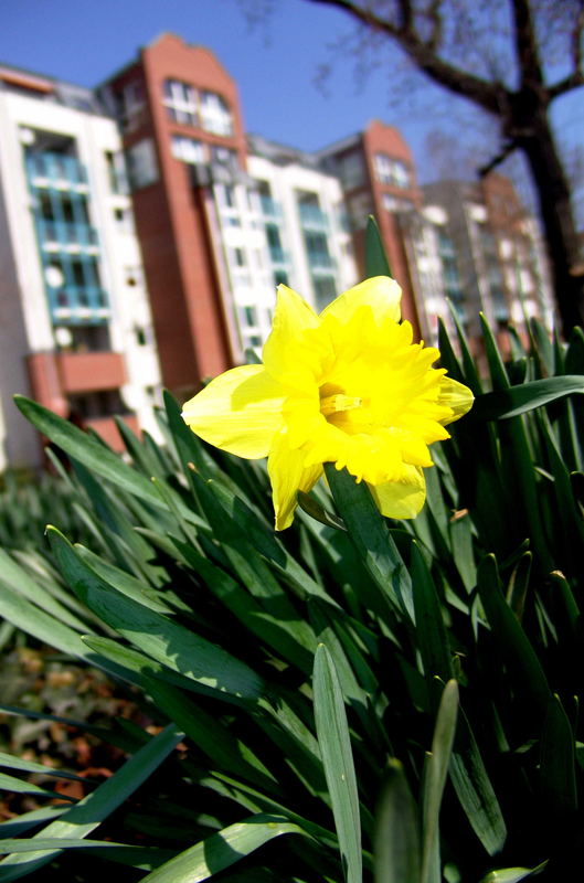 Frühling in der Stadt...