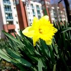 Frühling in der Stadt...