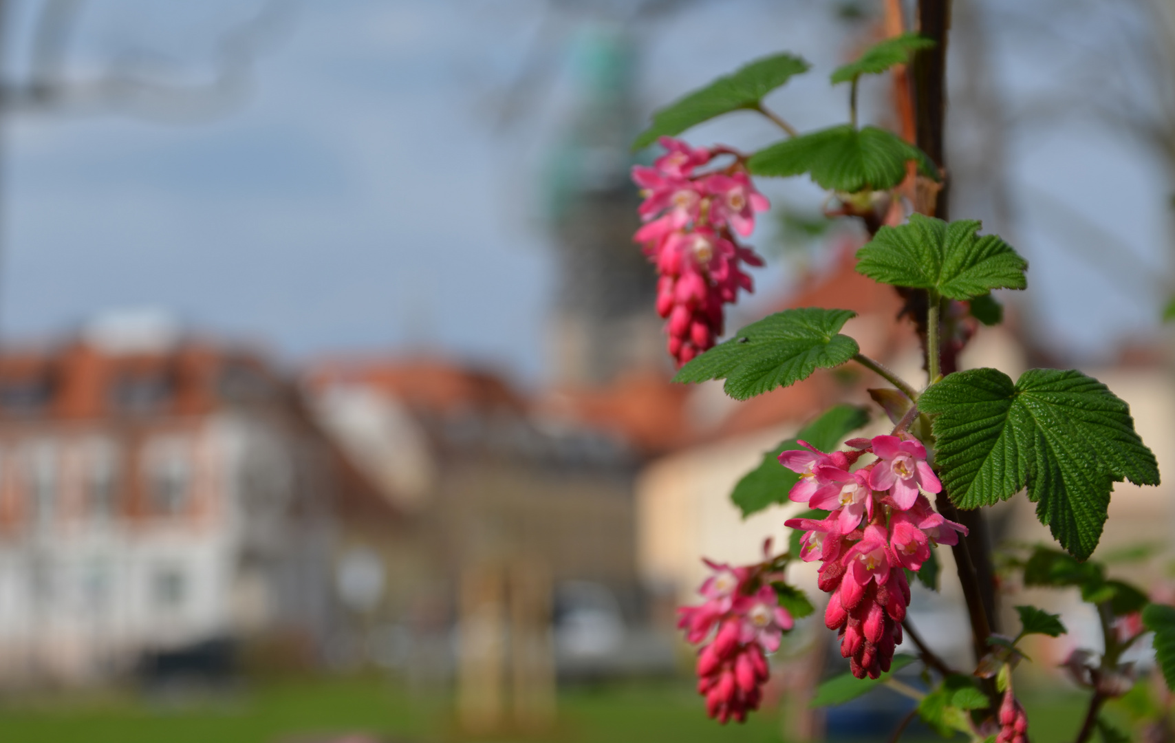 Frühling in der Stadt...